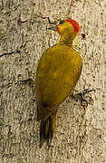 Yellow-throated Woodpecker