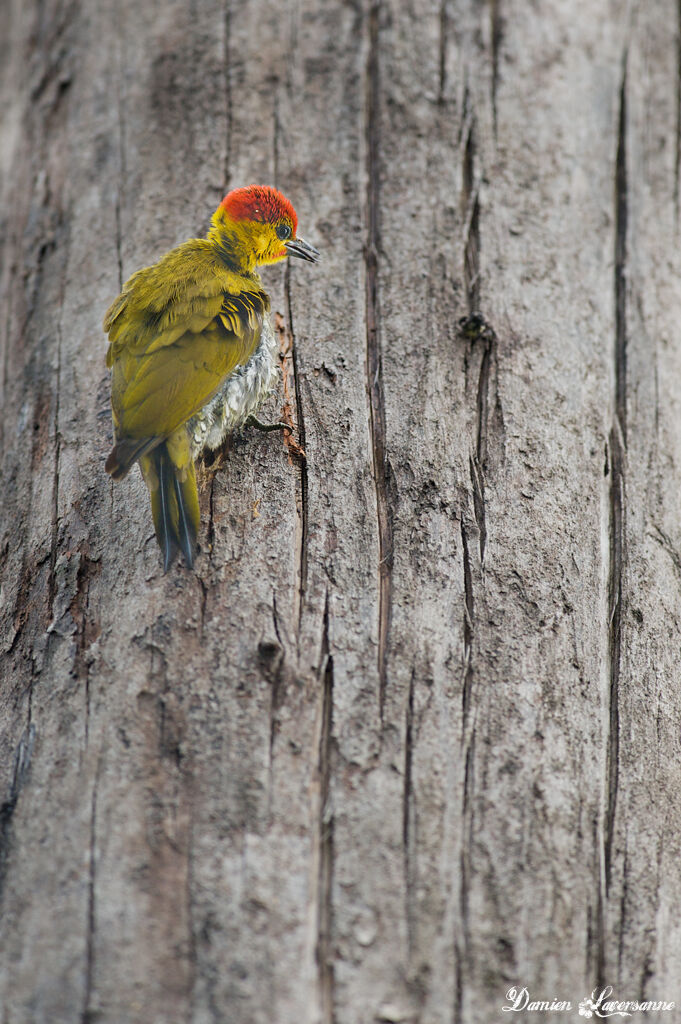 Yellow-throated Woodpecker