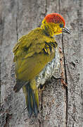 Yellow-throated Woodpecker