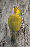 Pic à gorge jaune