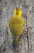 Yellow-throated Woodpecker