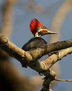 Lineated Woodpecker