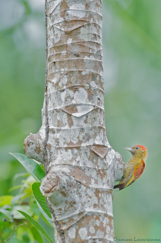 Little Woodpecker