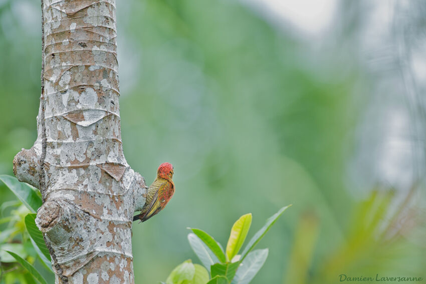 Pic passerin