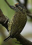 Golden-spangled Piculet