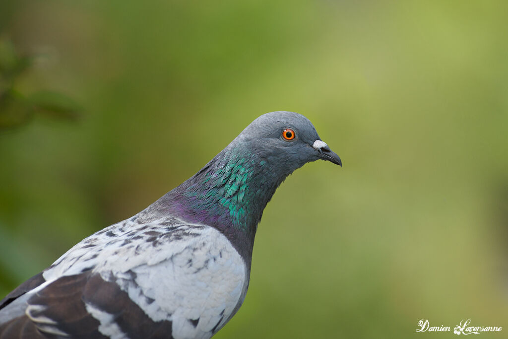 Rock Dove