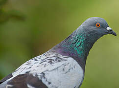 Pigeon biset