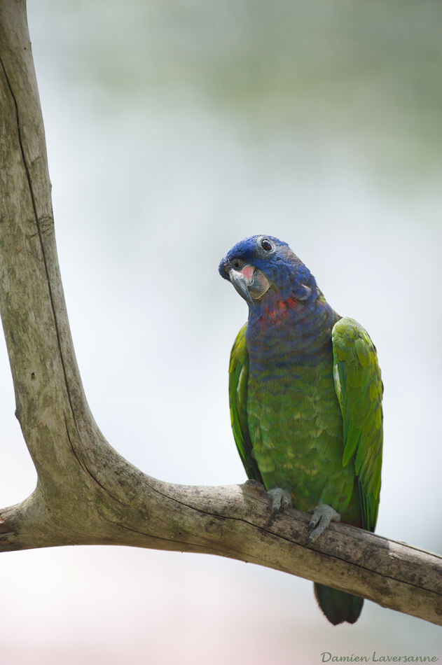 Pione à tête bleue