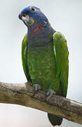 Blue-headed Parrot