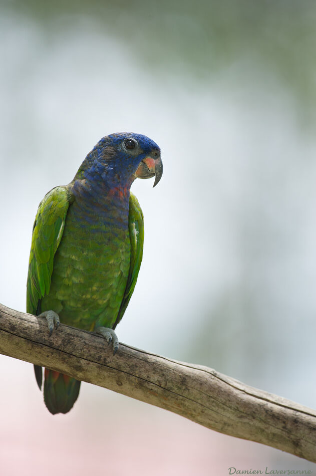 Pione à tête bleue