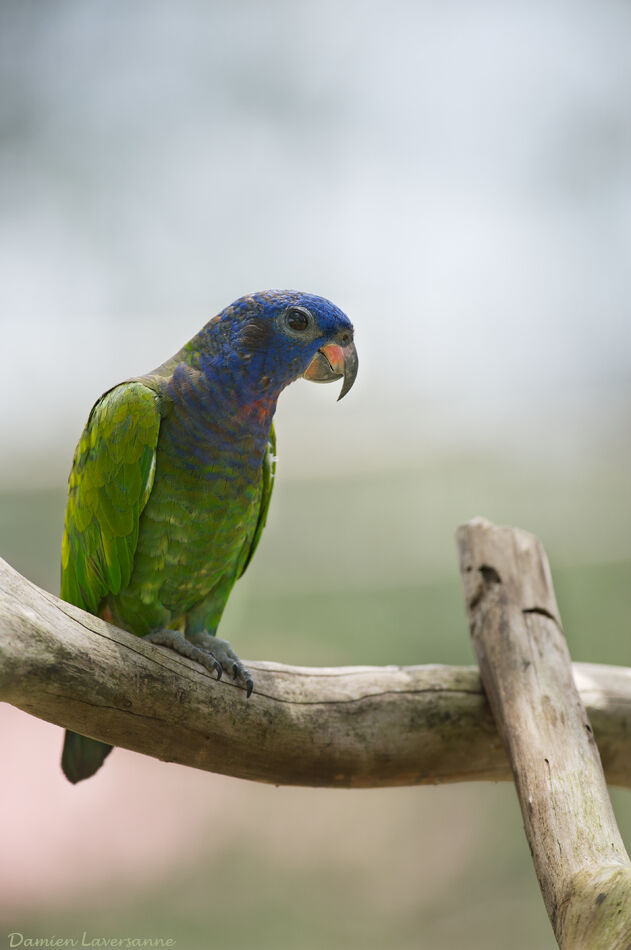 Blue-headed Parrot