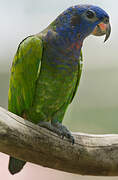 Blue-headed Parrot