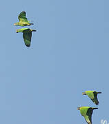 Blue-headed Parrot