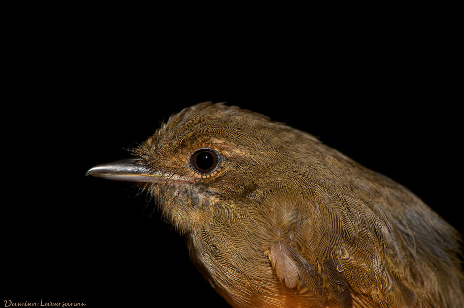 McConnell's Flycatcher