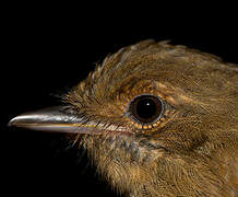 McConnell's Flycatcher