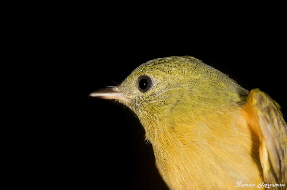 McConnell's Flycatcher