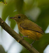 McConnell's Flycatcher