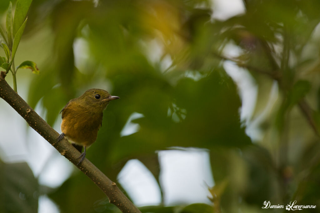 McConnell's Flycatcher