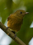 McConnell's Flycatcher