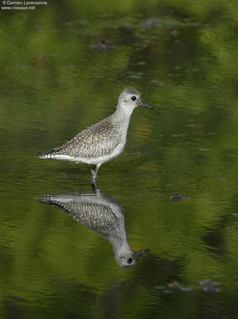 Grey Plover