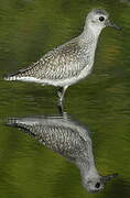 Grey Plover