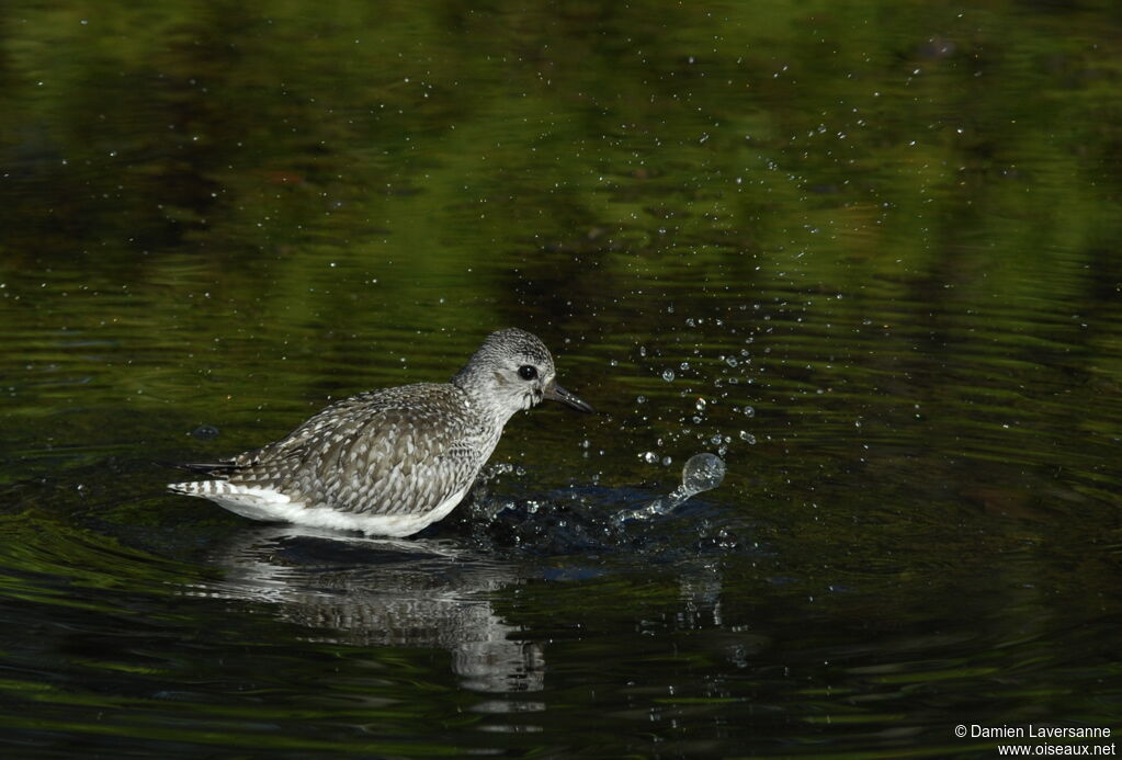 Grey Plover