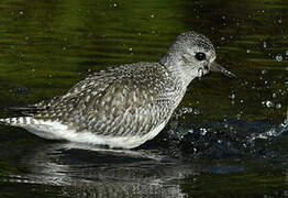 Grey Plover