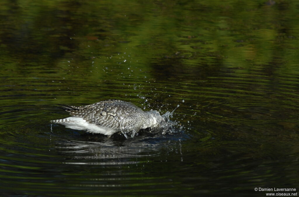 Grey Plover