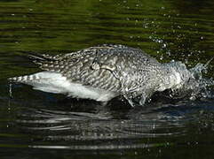 Grey Plover