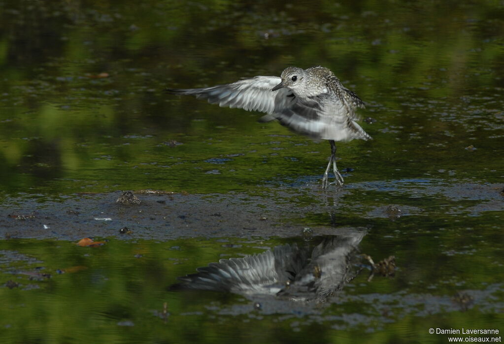 Grey Plover