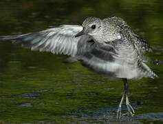 Grey Plover