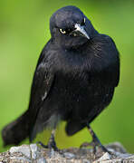 Carib Grackle