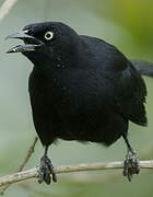 Carib Grackle