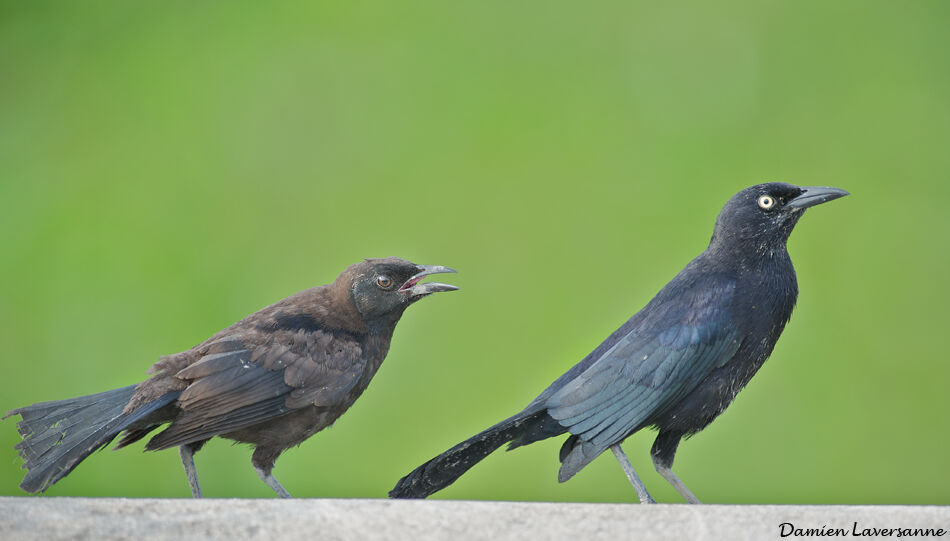 Carib Grackle