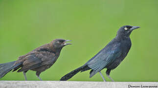 Carib Grackle