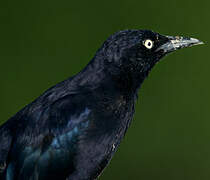 Carib Grackle