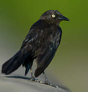 Carib Grackle