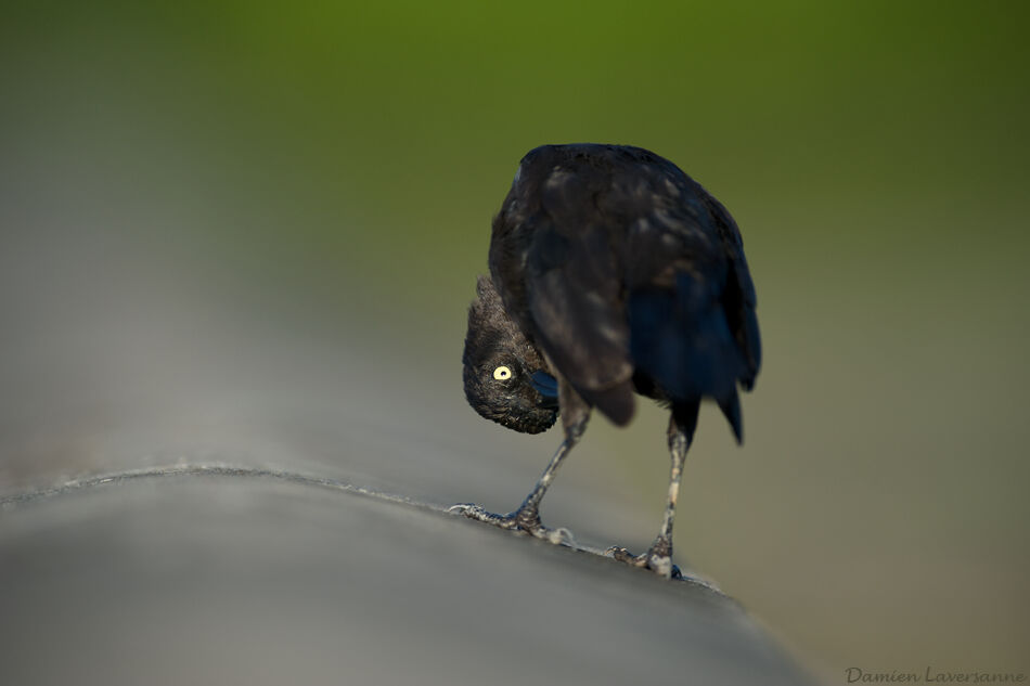 Carib Grackle