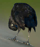 Carib Grackle