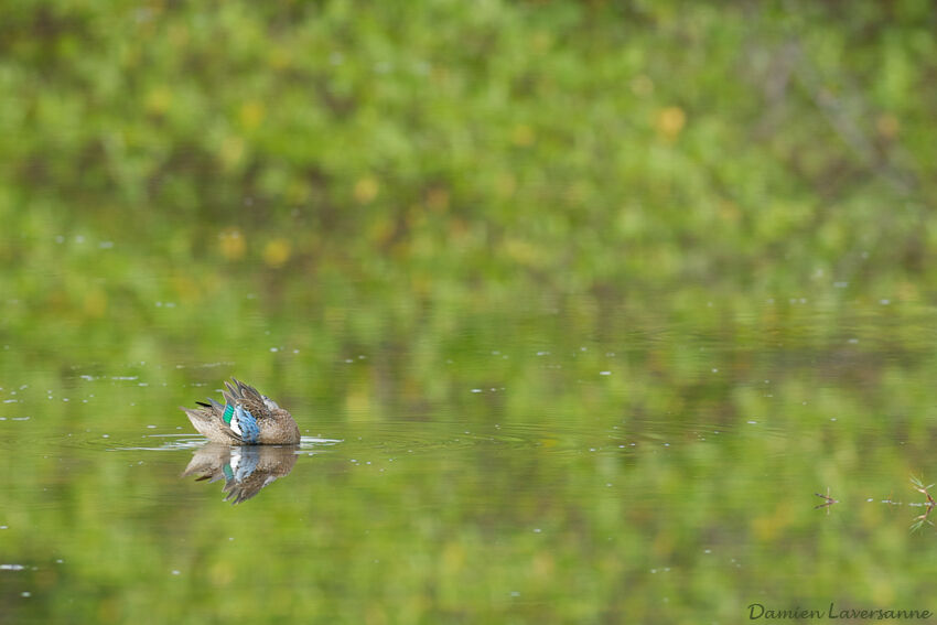 Sarcelle à ailes bleues