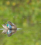 Sarcelle à ailes bleues