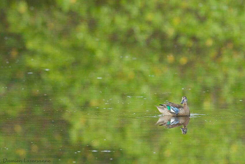 Blue-winged Teal