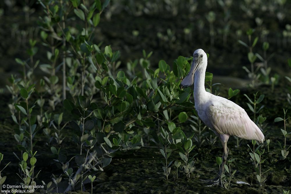 Roseate Spoonbill