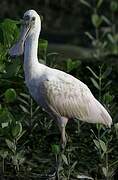 Roseate Spoonbill