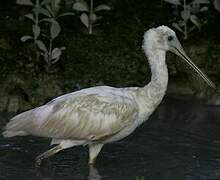 Roseate Spoonbill