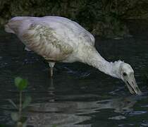 Roseate Spoonbill