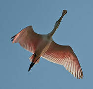 Roseate Spoonbill