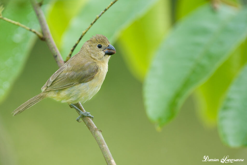 Sporophile à ailes blanches femelle