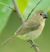 Wing-barred Seedeater