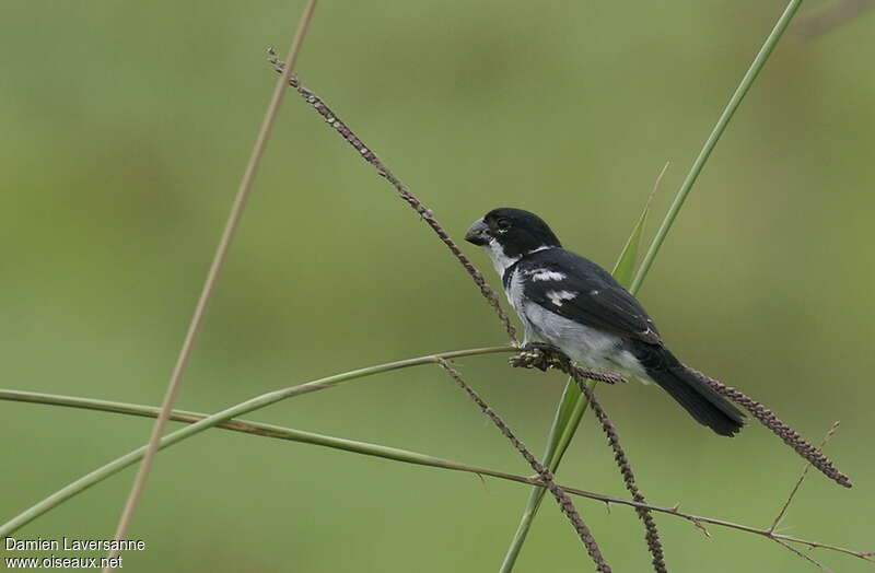 Wing-barred Seedeater male adult, habitat, pigmentation
